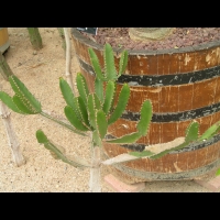 Euphorbe - Euphorbia Triangularis (fam Euphorbiacees) (Afrique du sud) (02)